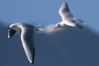 Duo de mouettes