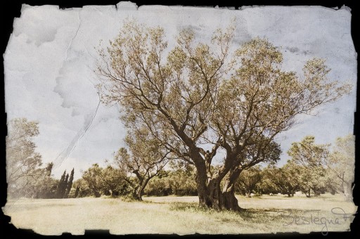 Sous le vieil olivier...